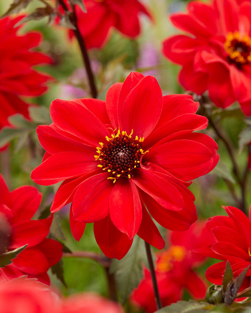 Dahlia Border Bishop of Llandaff 1-pakning